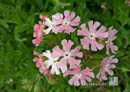 Image result for Lychnis chalcedonica `Dusky Salmon`