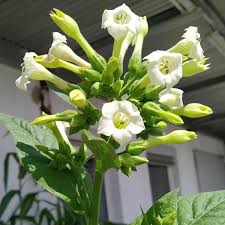 Attēlu rezultāti vaicājumam “Nicotiana tabacum flower”