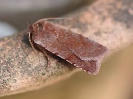 Attēlu rezultāti vaicājumam “Cerastis rubricosa”