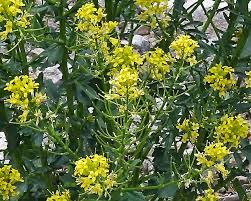 Attēlu rezultāti vaicājumam “Barbarea vulgaris subsp. arcuata flower”