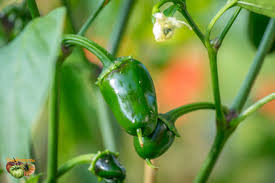 Afbeeldingsresultaat voor biker billy jalapeno hot pepper