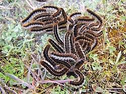 Attēlu rezultāti vaicājumam “Malacosoma castrensis larva”