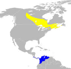 Image result for Dendroica castanea