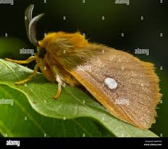 Attēlu rezultāti vaicājumam “Lasiocampidae”