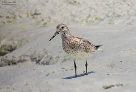 Image result for Calidris tenuirostris