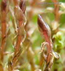 Attēlu rezultāti vaicājumam “Bryum weigelii”