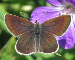 Attēlu rezultāti vaicājumam “Eumedonia eumedon”