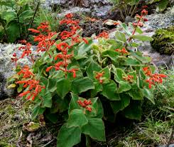 Image result for Sinningia