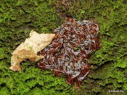 Attēlu rezultāti vaicājumam “Sciaridae”