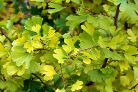 Attēlu rezultāti vaicājumam “Ginkgo biloba male flower”