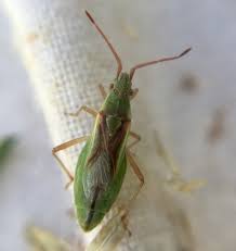 Attēlu rezultāti vaicājumam “Myrmus miriformis”