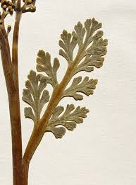 Attēlu rezultāti vaicājumam “Botrychium matricariifolium”