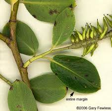 Attēlu rezultāti vaicājumam “Salix pentandra flower”
