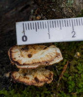 Attēlu rezultāti vaicājumam “Postia fragilis”