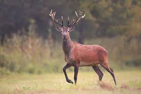 Attēlu rezultāti vaicājumam “Cervus elaphus”