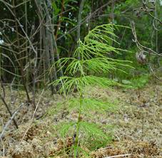 Attēlu rezultāti vaicājumam “Equisetum sylvaticum”