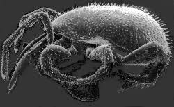 Attēlu rezultāti vaicājumam “Mesostigmata”