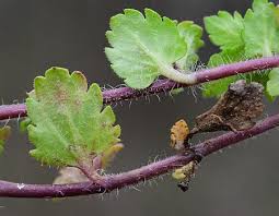 Attēlu rezultāti vaicājumam “Veronica persica leaf”