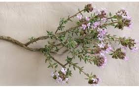 Image result for Thymus vulgaris