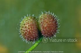 Attēlu rezultāti vaicājumam “Galium aparine fruit”