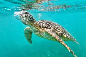 Image result for fernando de noronha