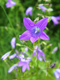 Attēlu rezultāti vaicājumam “Campanula patula fruit”