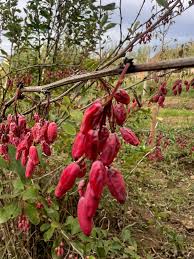 Attēlu rezultāti vaicājumam “Berberis vulgaris fruit”