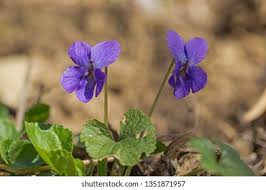 Attēlu rezultāti vaicājumam “Viola hirta flower”