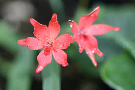 Attēlu rezultāti vaicājumam “Lophozia laxa macro”