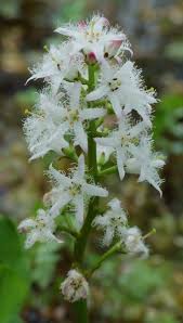 Attēlu rezultāti vaicājumam “Menyanthes trifoliata”