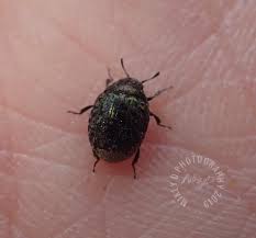 Attēlu rezultāti vaicājumam “Byrrhidae”