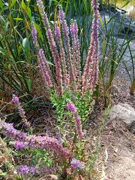 Attēlu rezultāti vaicājumam “Lythrum salicaria”