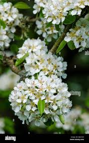 Attēlu rezultāti vaicājumam “Pyrus communis flower”