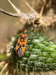 Attēlu rezultāti vaicājumam “Corizus hyoscyami”