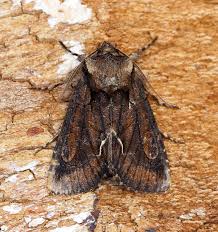 Attēlu rezultāti vaicājumam “Allophyes oxyacanthae”