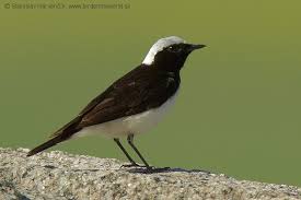 Image result for Oenanthe pleschanka