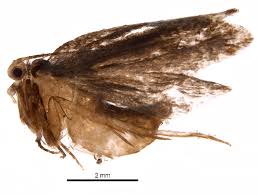 Attēlu rezultāti vaicājumam “Tineidae”