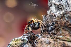Attēlu rezultāti vaicājumam “Xanthogramma sp. male”