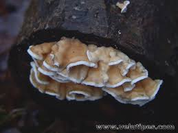 Attēlu rezultāti vaicājumam “Plicatura nivea”