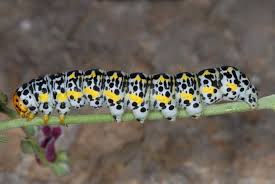 Attēlu rezultāti vaicājumam “Cucullia lucifuga larva”