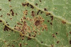 Attēlu rezultāti vaicājumam “Tranzschelia pruni-spinosae”