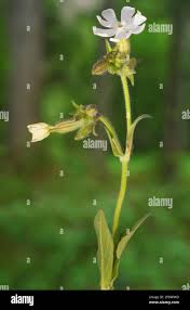 Attēlu rezultāti vaicājumam “Silene latifolia subsp. alba flower”