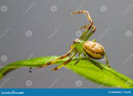 Attēlu rezultāti vaicājumam “Diaea dorsata female”