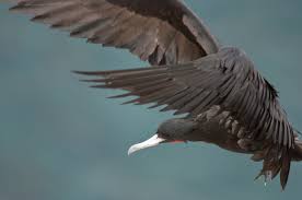 Image result for Fregata aquila