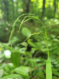 Attēlu rezultāti vaicājumam “Cinna latifolia”