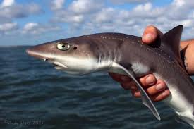 Image result for Mustelus asterias