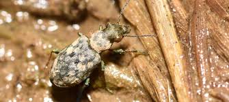 Attēlu rezultāti vaicājumam “Elaphrus cupreus”