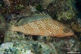 Image result for Epinephelus guttatus