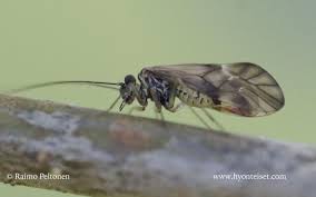 Attēlu rezultāti vaicājumam “Metylophorus nebulosus”