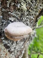Attēlu rezultāti vaicājumam “Phellinus laevigatus”